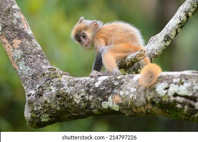 Baby Of Silvered Leaf Monkey