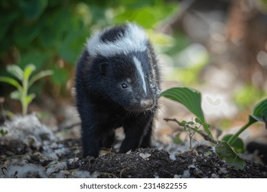 Baby skunks in a garden among hosta and foliage. Cute tiny adorable critters. 