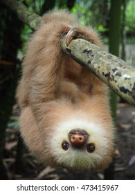 Baby Sloth 