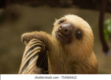 Baby Sloth