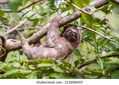 Baby sloth in the Amazon. At the Community November 3, The Village (La Aldea), Peru - Shutterstock ID 2118584507