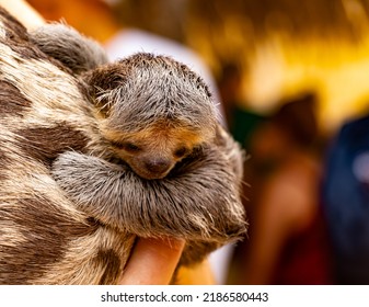 A Baby Sloth Animal Typical Of The Amazon Rainforest, Newborn Clinging To Its Mother's Back With Eyes Open And Background Blurred.