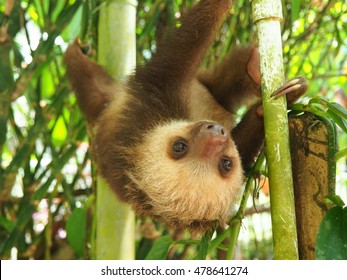 Baby Sloth Hanging On A Branch