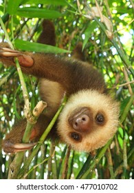 Baby Sloth Hanging In A Tree 