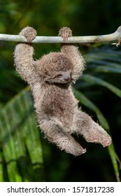 Baby Sloth Swinging From Branch 