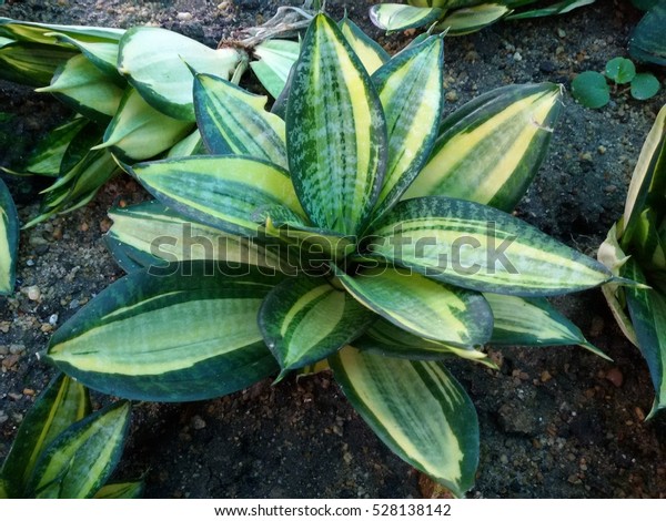 Baby Snake Plant (Sansevieria trifasciata), also\
called as Viper\'s bowstring hemp or Mother-in-laws Tongue or\
devil\'s tongue or jinn\'s tongue,\

