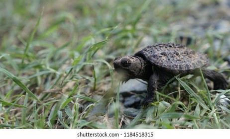 Baby Snapping Turtle Stock Photo (Edit Now) 1184518315