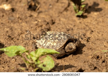 baby snapping turtle in the mud