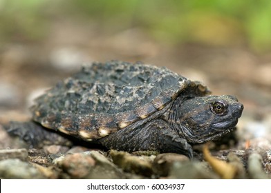 Baby Snapping Turtle Side On Stock Photo 60034937 | Shutterstock