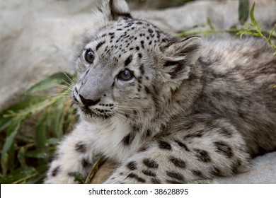 Leopard Stare High Res Stock Images Shutterstock