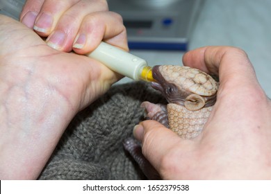 Baby Southern Three-banded Armadillo Feeding With Milk