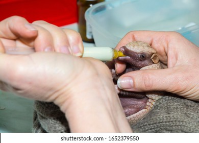 Baby Southern Three-banded Armadillo Feeding With Milk