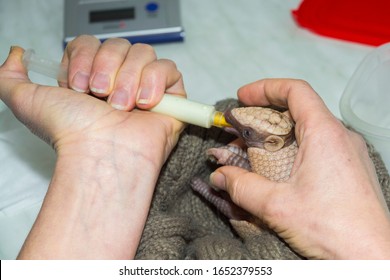 Baby Southern Three-banded Armadillo Feeding With Milk