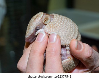 Baby Southern Three-banded Armadillo In A Hand