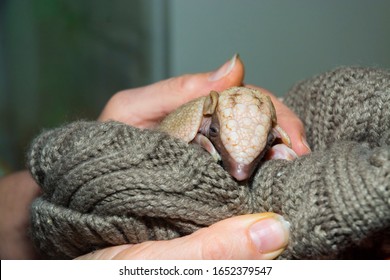 Baby Southern Three-banded Armadillo In A Hand