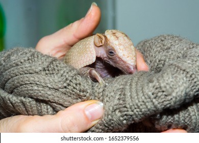 Baby Southern Three-banded Armadillo In A Hand