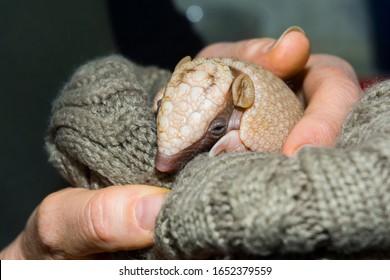 Baby Southern Three-banded Armadillo In A Hand