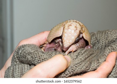 Baby Southern Three-banded Armadillo In A Hand