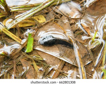 Baby Spadefoot Toad