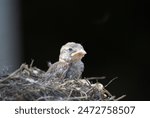 A baby sparrow in a nest looks up, its tiny beak open in anticipation. The delicate nest, made of twigs and leaves, cradles the young bird, providing safety and comfort.