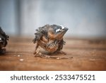 A baby sparrow in a wood. Feeding a baby sparrow that has fallen out of its parent