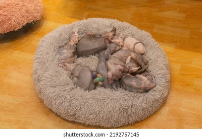 Baby Sphynx Cats  Sleeping On The Soft Silky Pillow.