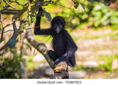 Baby Spider Monkey In The Amazon Rainforest Of Manu National Park, Peru