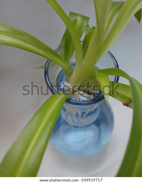 Baby Spider Plant Rooting Blue Vase Stock Photo Edit Now 549919717