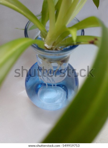 Baby Spider Plant Rooting Blue Vase Stock Photo Edit Now 549919753