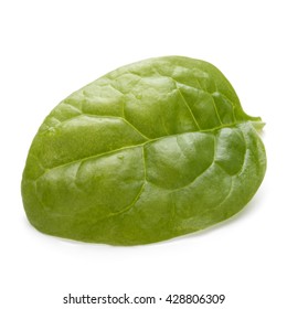 Baby Spinach Leaves Isolated On White Background Cutout