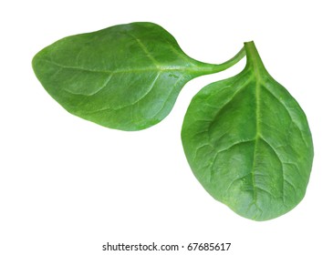 Baby Spinach Leaves Isolated On White Background