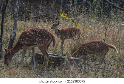 Baby Spotted Deerwild Chital Known Chital Stock Photo 2162383075 ...