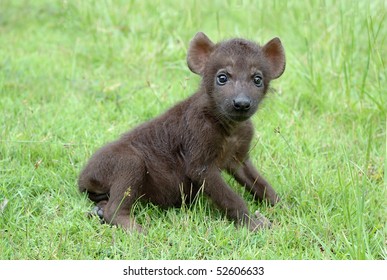 Baby Spotted Hyena