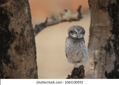 baby spotted owl setting on the tree branch looking around