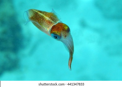 Baby Squid