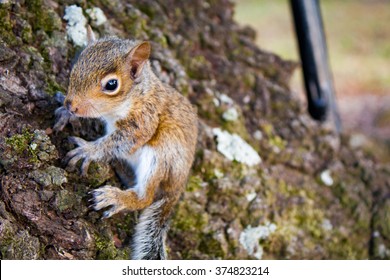 Baby Squirrel 