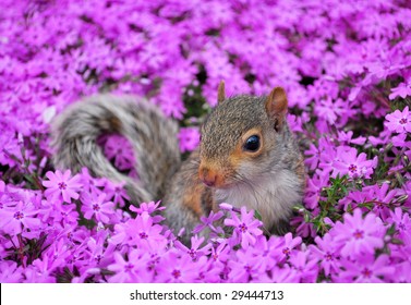 Baby Squirrel In Flowers