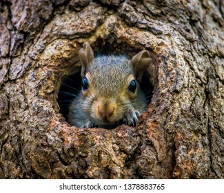 Baby Squirrel Peaking Out Of A Hole In A Tree