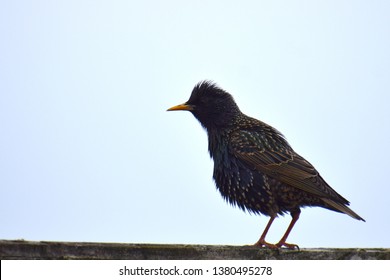 Baby Starling Spiked Feathers Stock Photo 1380495278 | Shutterstock