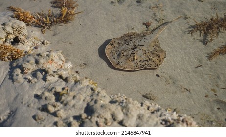 Baby Stingray During Low Tide With Corals During Sunrise In Mexico Baja