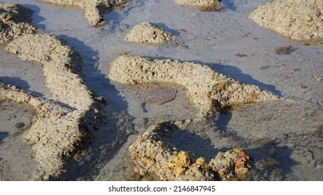 Baby Stingray During Low Tide With Corals During Sunrise In Mexico Baja