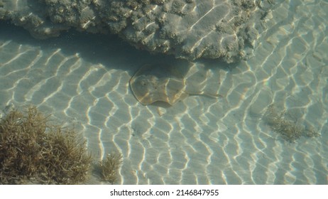 Baby Stingray During Low Tide With Corals During Sunrise In Mexico Baja