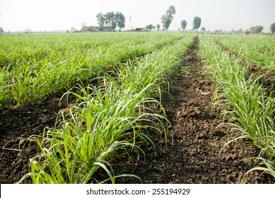 Baby Sugar Cane Farm Land Salunkwadi Maharashtra India