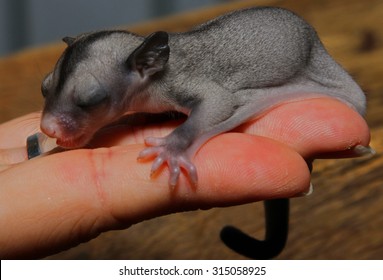 Baby Sugar Glider