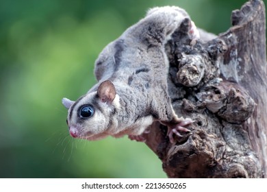 Baby Sugar Glider On A Tree Branch