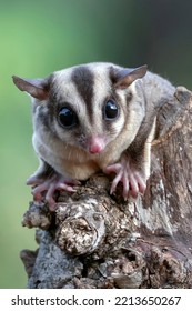 Baby Sugar Glider On A Tree Branch