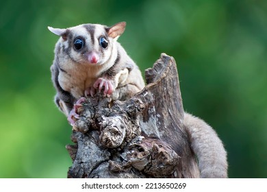 Baby Sugar Glider On A Tree Branch