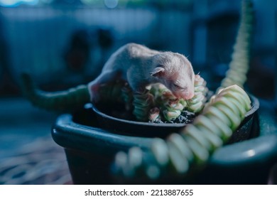 Baby Sugar Glider Standing On Strange Plant            