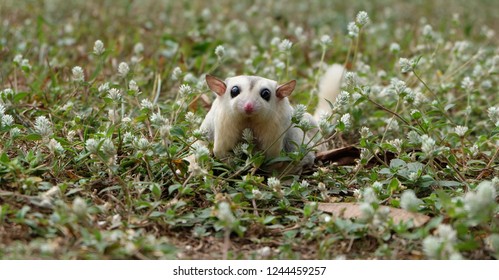 A Baby Sugar Glider Wandering Around In Large Garden