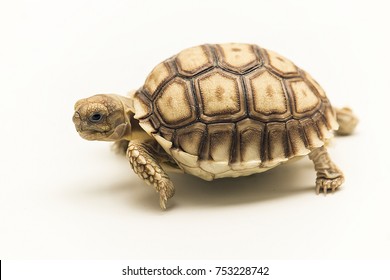 Baby Sulcata Tortoises Isolated Stock Photo 753228742 | Shutterstock